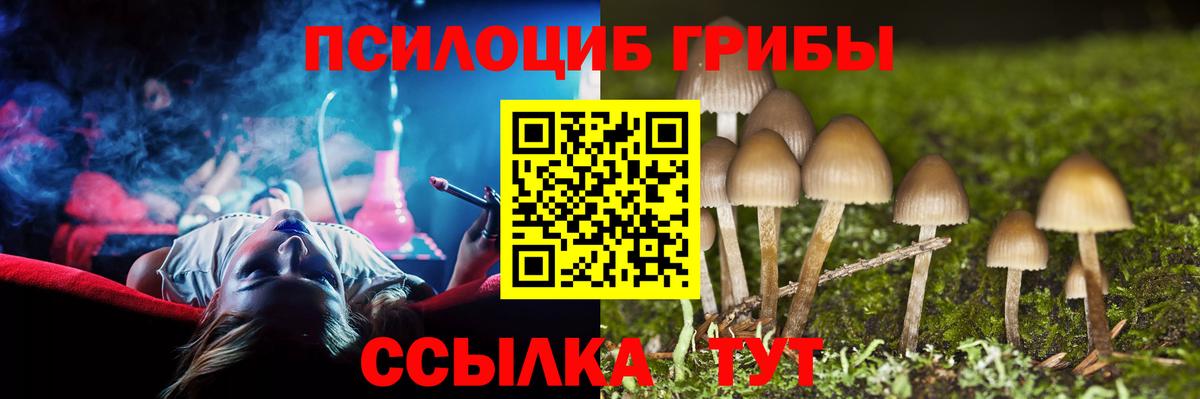 где купить   Вход с VPN  Тосно  Псилоцибиновые грибы Psilocybine cubensis 